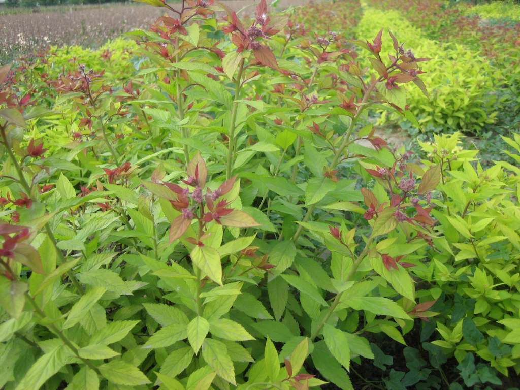 枫林彩叶---常用北方园林植物品种汇集 李 别名:玉皇李 学名:Prunus salicina Lindl. 性状:蔷薇科李属。落叶小乔木。叶倒卵形,叶缘具重锯齿。花常3朵簇生,具花梗,花瓣白色。核果,被腊粉。 分布:北京各果园和庭院习见栽培。 用途:果可鲜食,核仁入药。 红叶李 别名:樱桃李 学名:Prunus cerasifera Ehrh.