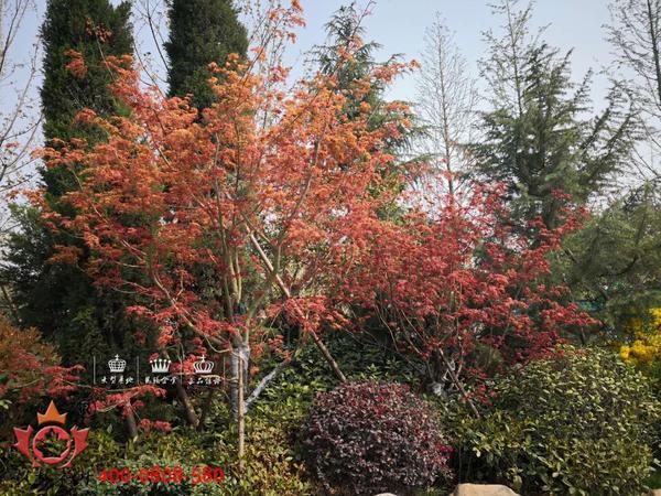 微信图片_20180331235335.jpg 微信图片_20180331235335.jpg
