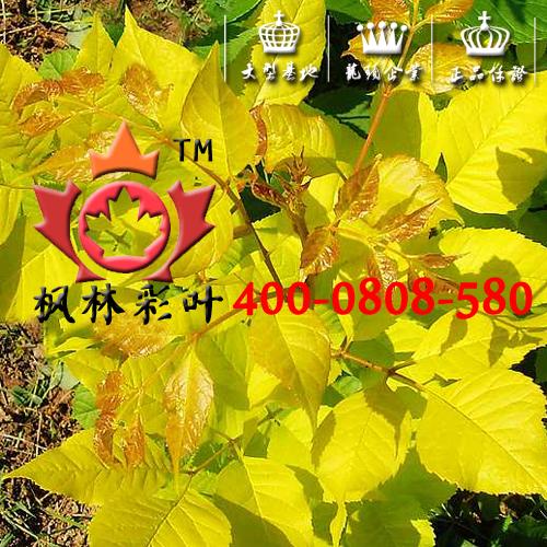 金叶白蜡 金叶白蜡