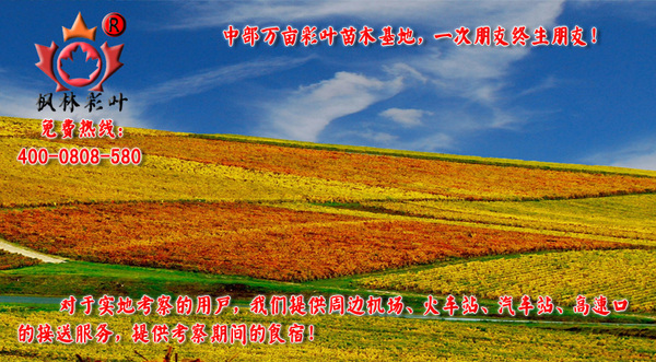 中部万亩彩叶苗木基地,一次朋友终生朋友!
