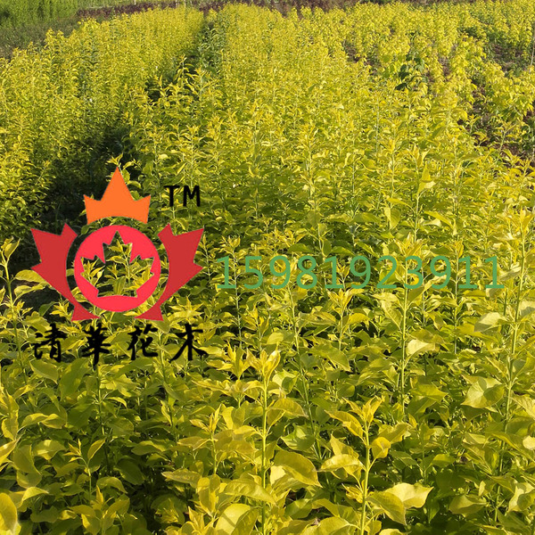 金叶丝棉木 金叶丝棉木