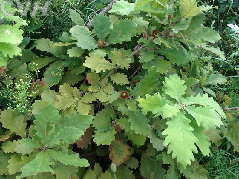 枫林彩叶---北方常用园林植物汇集 银杏 别名:公孙树、白果树 学名:Ginkgo bilobaL. 性状:银杏科银杏属。落叶乔木,树皮灰色。叶扇形。雌雄异株。种子核果状。 分布:仅1科1属1种,为中国特有种。北京各公园、庭院、路旁及古庙内有栽培。喜温暖、湿润气候。 用途:观赏及用材树种,国家二级保护植物。种子可食、入药,叶可提取银杏醇。 白杆 别名:云杉、麦氏云杉 学名:Picea meyeri Rehd.