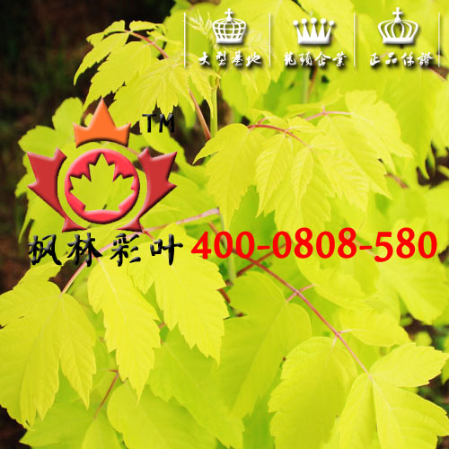 金叶复叶槭 金叶复叶槭