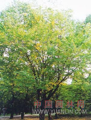 学名:ulmus pumila l 性状:榆科榆属.落叶乔木.单叶互生,具单锯齿.